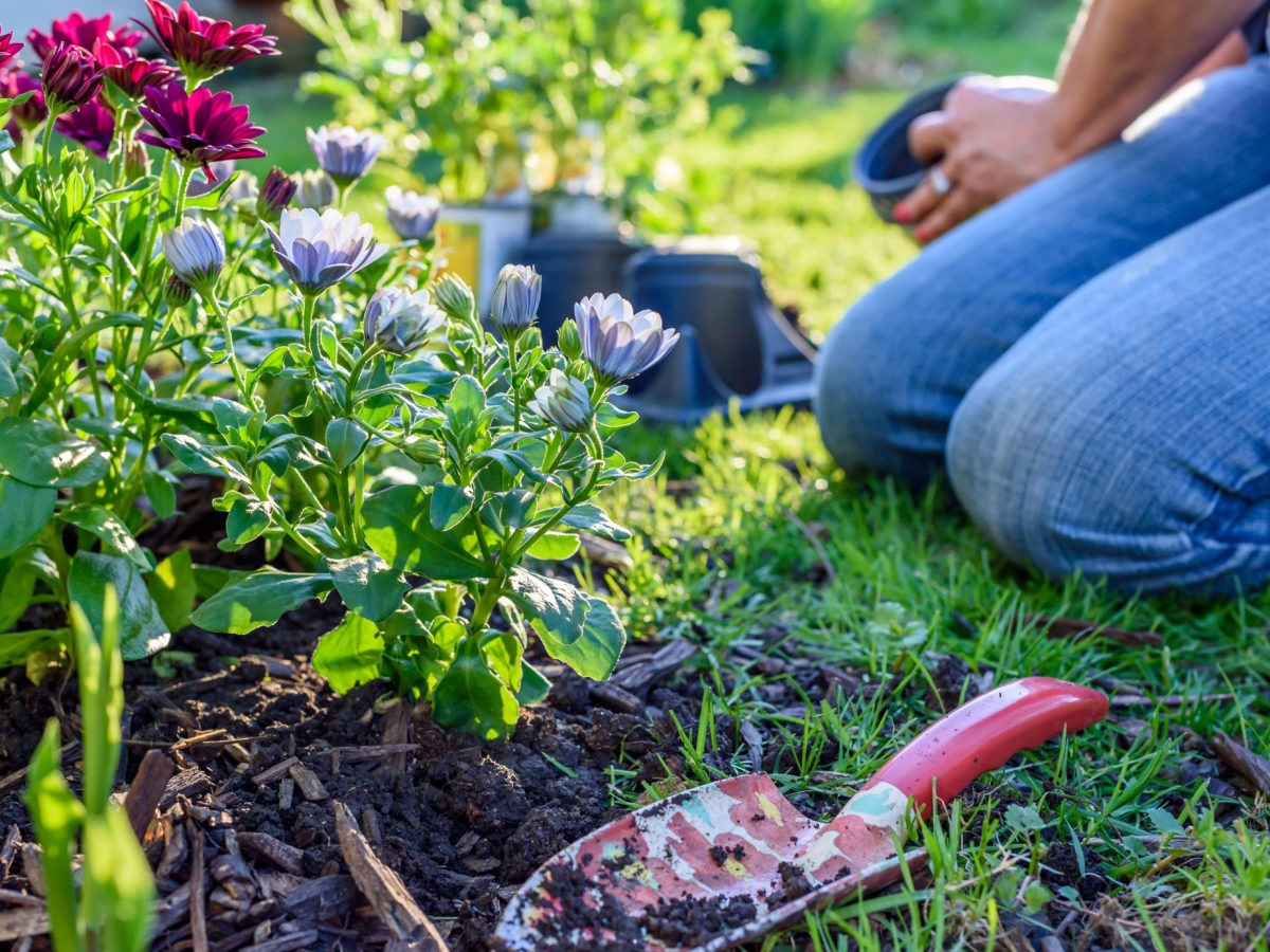 Mulch being used in flower garden