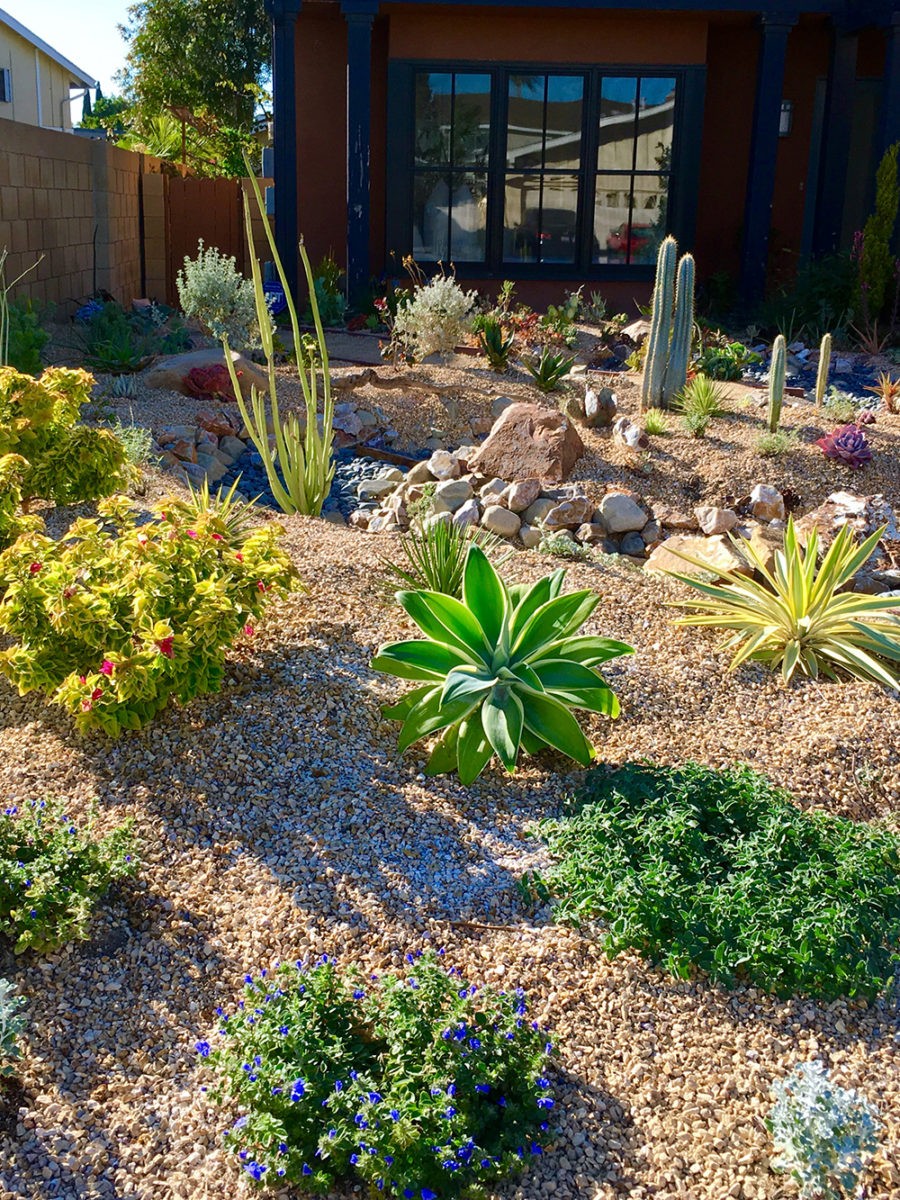 gravel, pebble, succulent, garden, desert