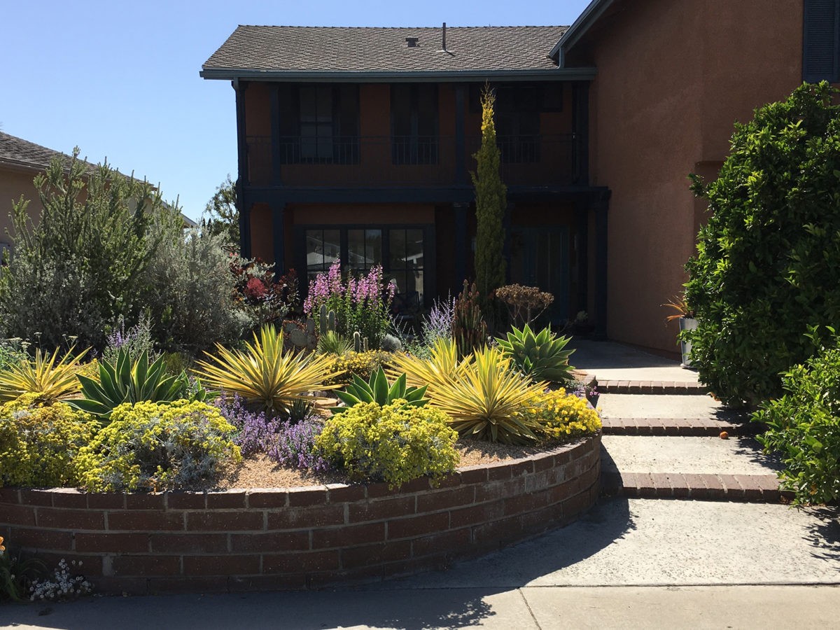 succulent, garden, desert