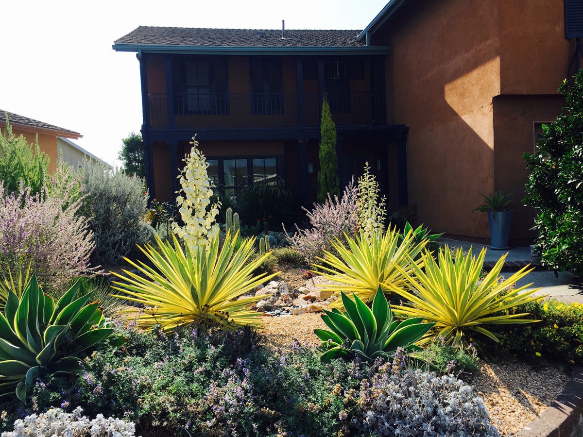 succulent, garden, desert