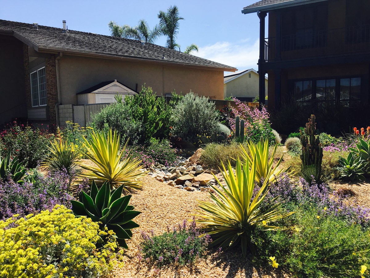 garden, pebble, succulents
