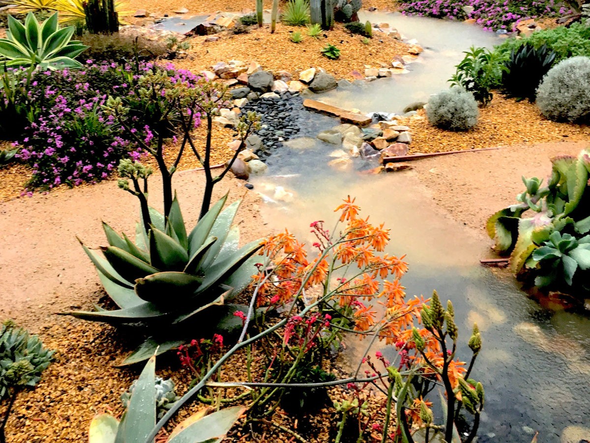 stream, succulent, pebble, cobble